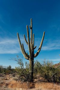 Preview wallpaper cactus, grass, branches, dry, nature