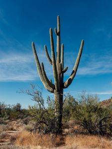 Preview wallpaper cactus, grass, branches, dry, nature