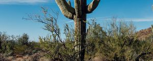 Preview wallpaper cactus, grass, branches, dry, nature