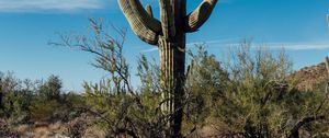 Preview wallpaper cactus, grass, branches, dry, nature