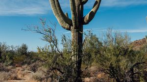 Preview wallpaper cactus, grass, branches, dry, nature