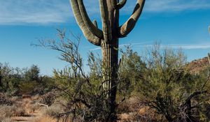 Preview wallpaper cactus, grass, branches, dry, nature