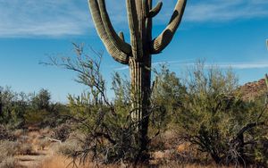 Preview wallpaper cactus, grass, branches, dry, nature