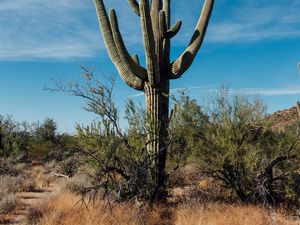 Preview wallpaper cactus, grass, branches, dry, nature