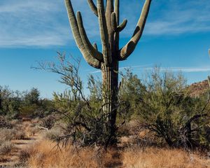 Preview wallpaper cactus, grass, branches, dry, nature