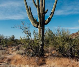 Preview wallpaper cactus, grass, branches, dry, nature