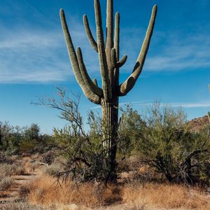 Preview wallpaper cactus, grass, branches, dry, nature