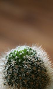 Preview wallpaper cactus, green, spiky, white