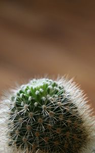 Preview wallpaper cactus, green, spiky, white