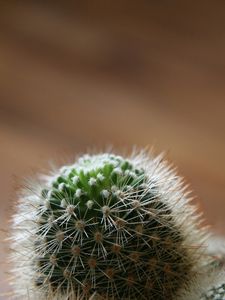 Preview wallpaper cactus, green, spiky, white