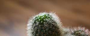Preview wallpaper cactus, green, spiky, white