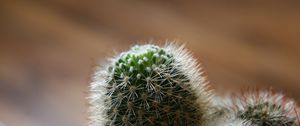 Preview wallpaper cactus, green, spiky, white