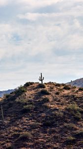 Preview wallpaper cactus, hill, plants, sky