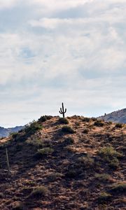 Preview wallpaper cactus, hill, plants, sky