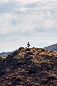 Preview wallpaper cactus, hill, plants, sky