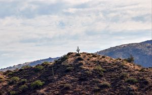 Preview wallpaper cactus, hill, plants, sky