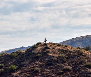 Preview wallpaper cactus, hill, plants, sky