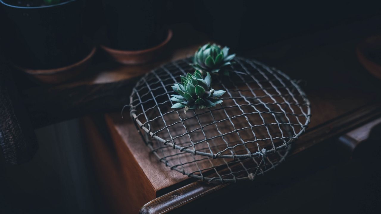 Wallpaper cactus, houseplant, table