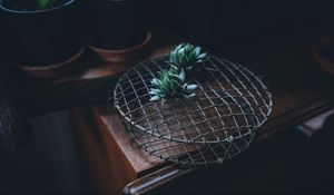 Preview wallpaper cactus, houseplant, table