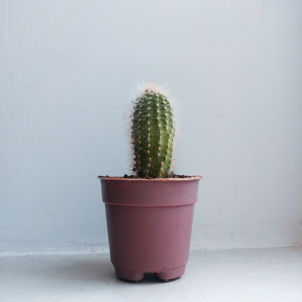 1280x1280 Wallpaper cactus, houseplant, white, pink
