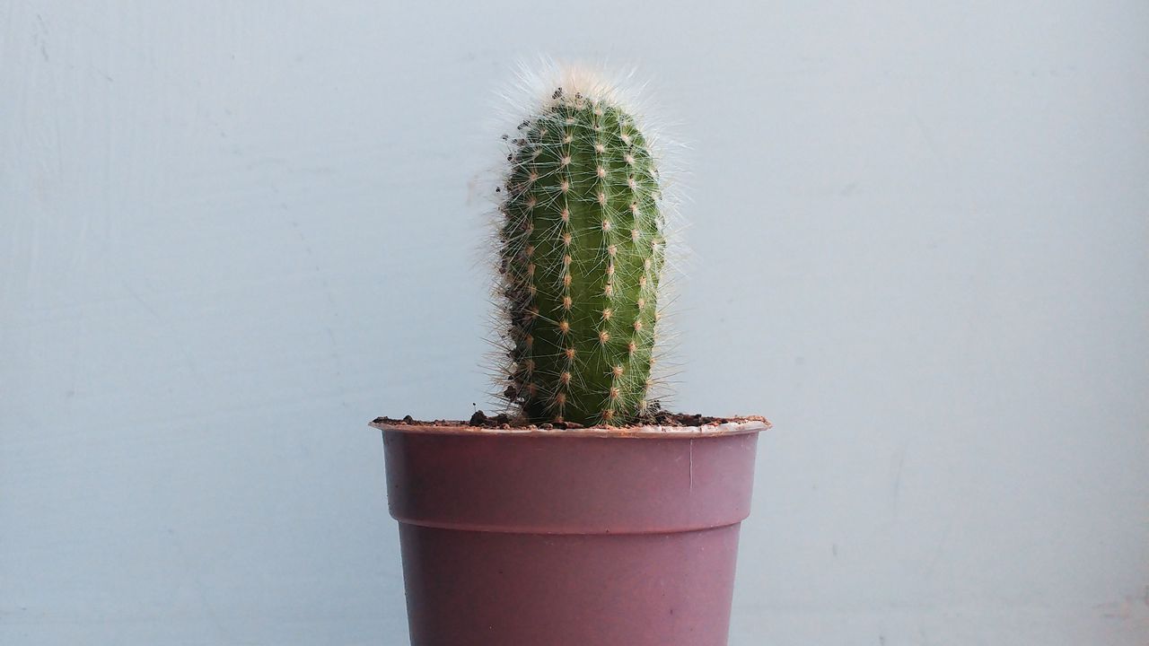 Wallpaper cactus, houseplant, white, pink