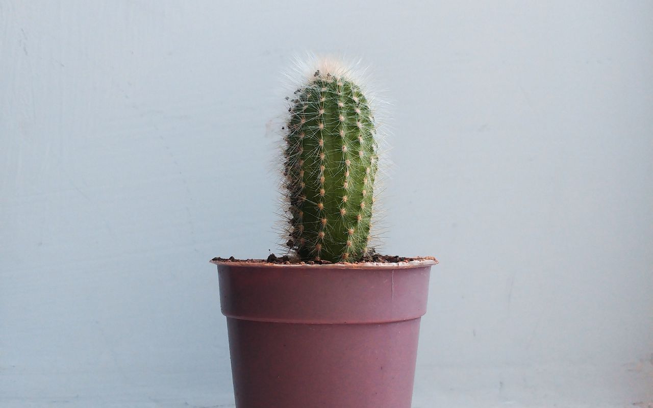 1280x800 Wallpaper cactus, houseplant, white, pink