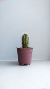 Preview wallpaper cactus, houseplant, white, pink