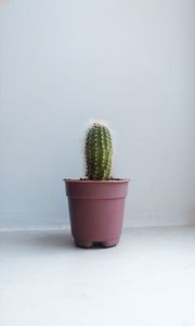 Preview wallpaper cactus, houseplant, white, pink