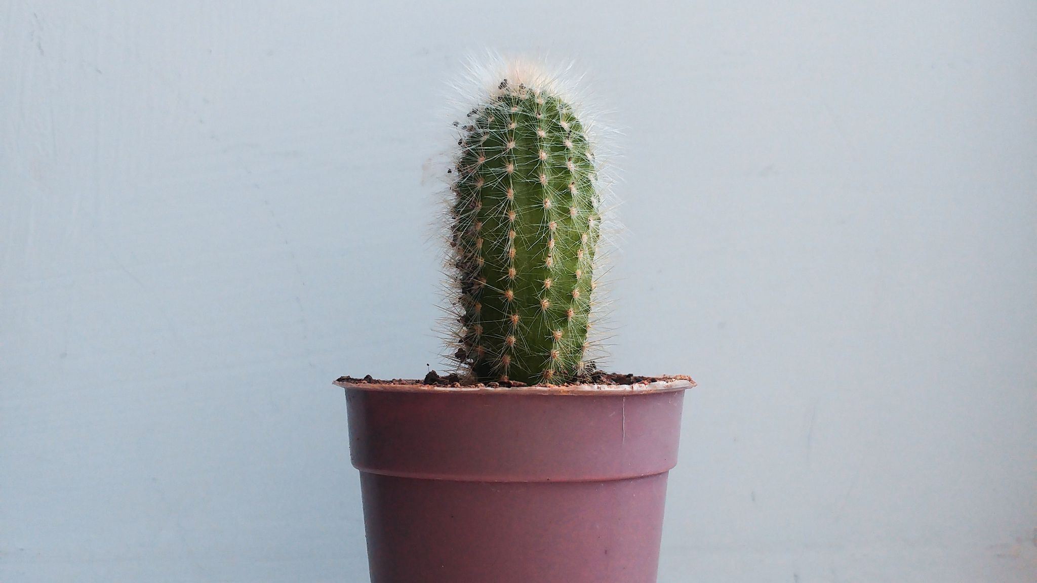 2048x1152 Wallpaper cactus, houseplant, white, pink