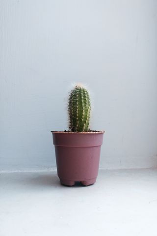 320x480 Wallpaper cactus, houseplant, white, pink