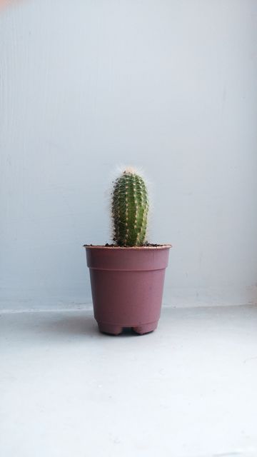 360x640 Wallpaper cactus, houseplant, white, pink