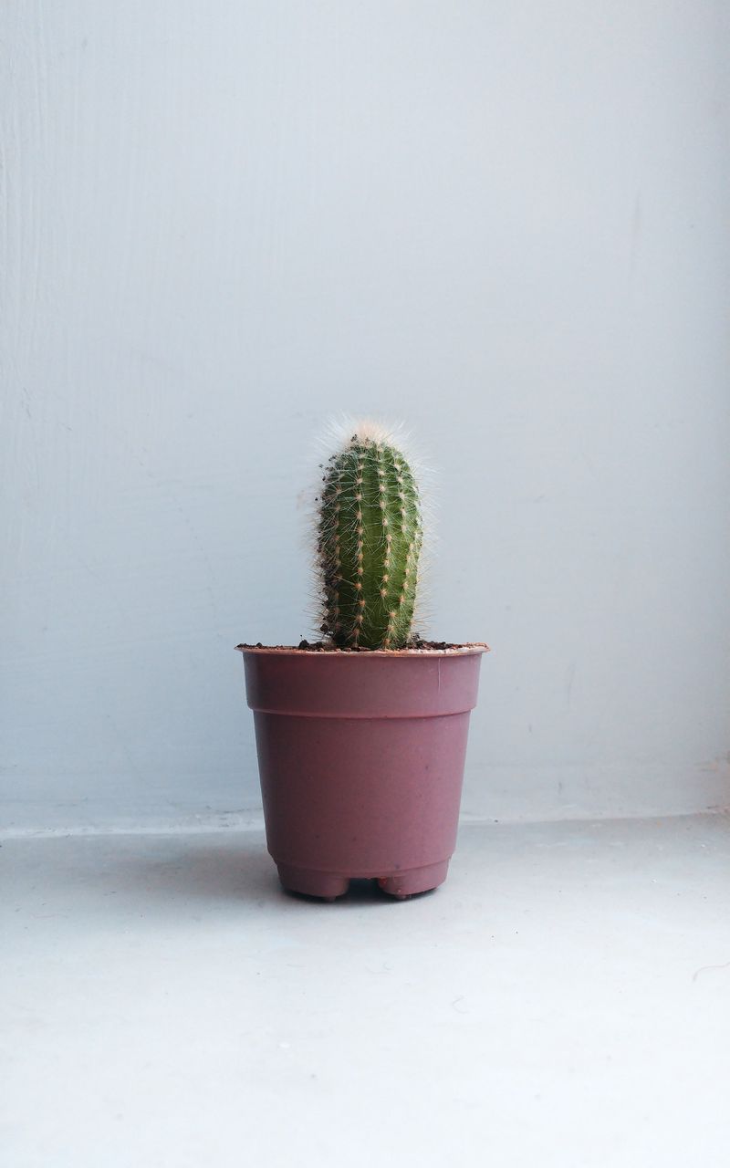 800x1280 Wallpaper cactus, houseplant, white, pink