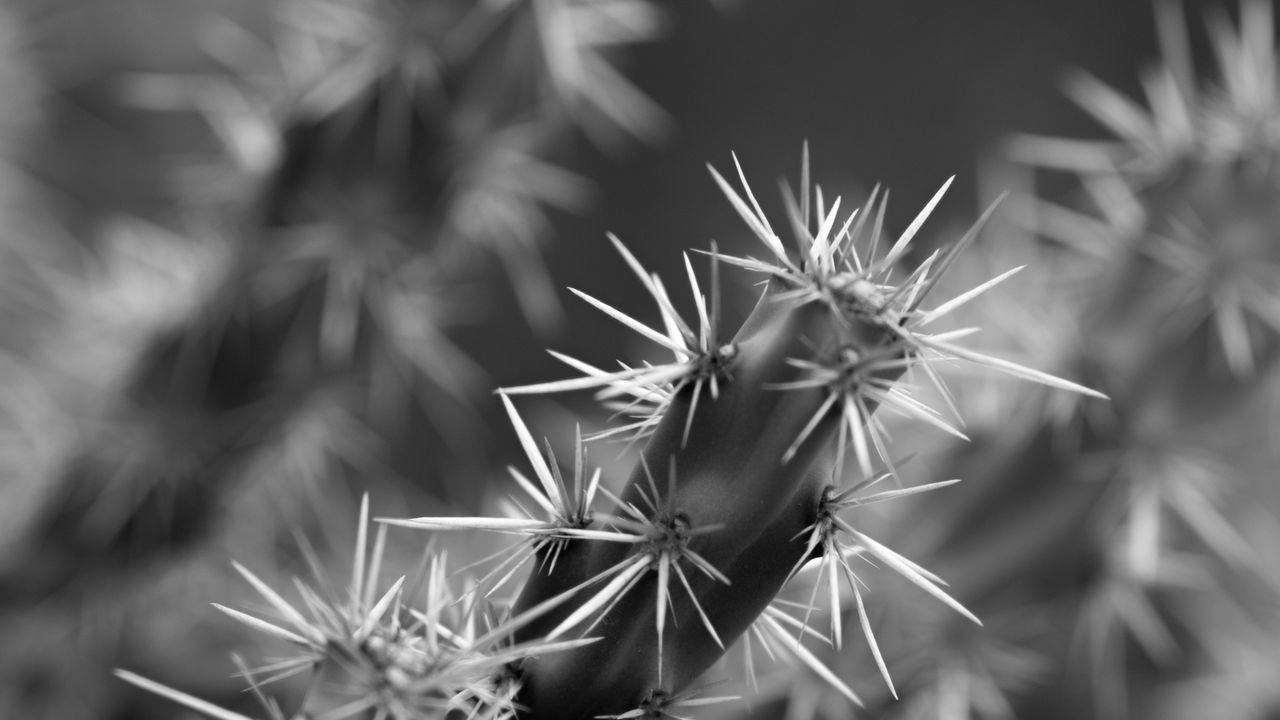 Wallpaper cactus, macro, black and white, needles