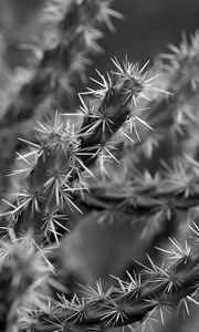 Preview wallpaper cactus, macro, black and white, needles