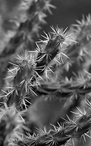 Preview wallpaper cactus, macro, black and white, needles