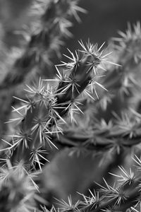 Preview wallpaper cactus, macro, black and white, needles