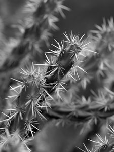 Preview wallpaper cactus, macro, black and white, needles