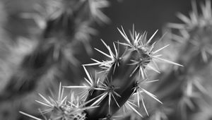 Preview wallpaper cactus, macro, black and white, needles