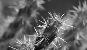 Preview wallpaper cactus, macro, black and white, needles