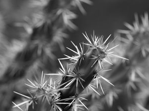 Preview wallpaper cactus, macro, black and white, needles