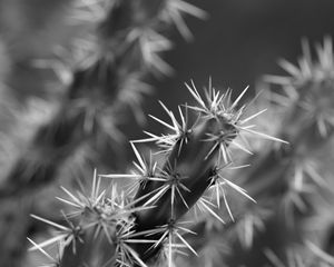 Preview wallpaper cactus, macro, black and white, needles