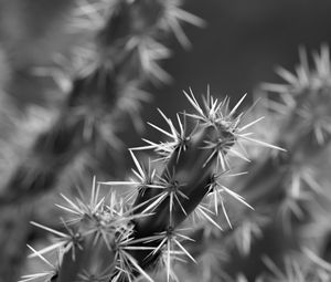 Preview wallpaper cactus, macro, black and white, needles