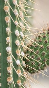 Preview wallpaper cactus, macro, needles, blur