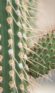 Preview wallpaper cactus, macro, needles, blur