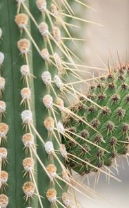 Preview wallpaper cactus, macro, needles, blur