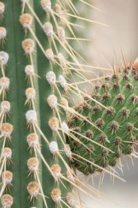 Preview wallpaper cactus, macro, needles, blur