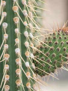 Preview wallpaper cactus, macro, needles, blur