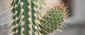 Preview wallpaper cactus, macro, needles, blur