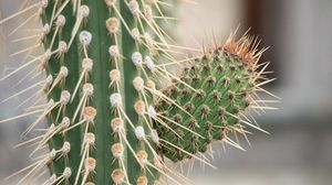 Preview wallpaper cactus, macro, needles, blur