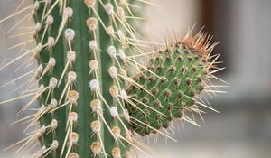 Preview wallpaper cactus, macro, needles, blur